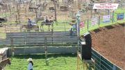 2017 IFYR - Performance 6 - Goat Tying