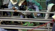 2017 AJRA Finals, Friday - Rodeo Performance, Bull Riding