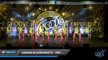 Dancin Bluebonnets - Tiny Jazz [2019 Tiny - Jazz Day 2] 2019 Encore Championships Houston D1 D2