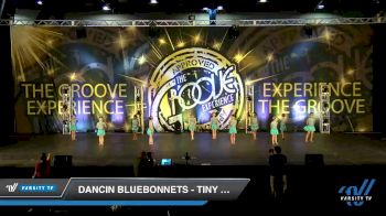 Dancin Bluebonnets - Tiny Lyrical [2019 Tiny - Contemporary/Lyrical Day 1] 2019 Encore Championships Houston D1 D2
