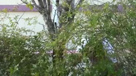 Stick of the Week: Tauny Frattone