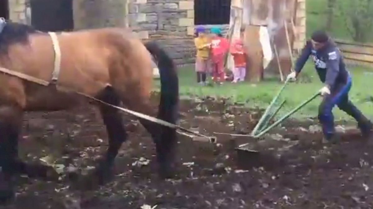 Abdulrashid Sadulaev Plowing A Field For His Grandfather In Russia