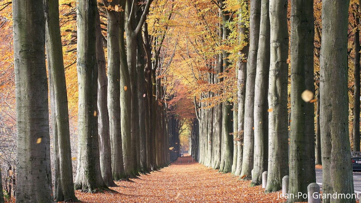 Reasons Why Fall is the Undisputed Best Season Ever