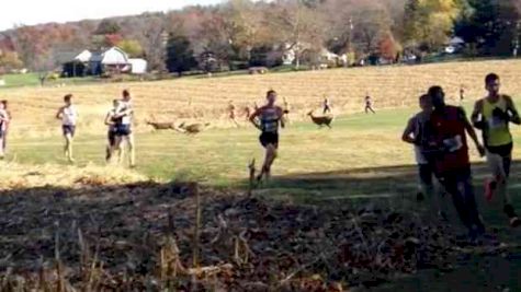 In Scene From Nightmare, Deer Assaults Runner Mid-Race