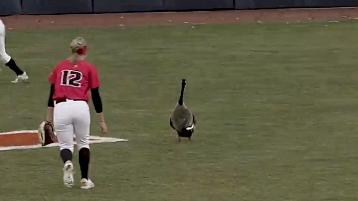 Goose On The Loose During Illinois Softball Game