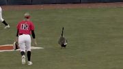 Goose On The Loose During Illinois Softball Game