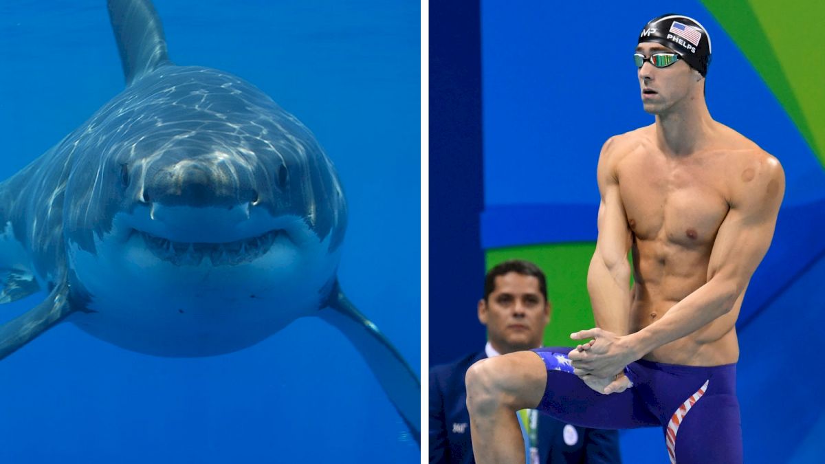 Michael Phelps Is Going To Race A Great White Shark