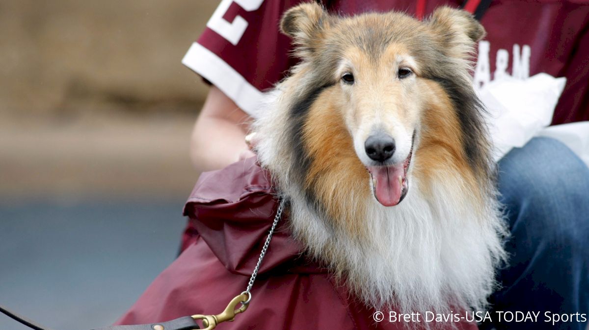 10 Very Good College Football Dogs