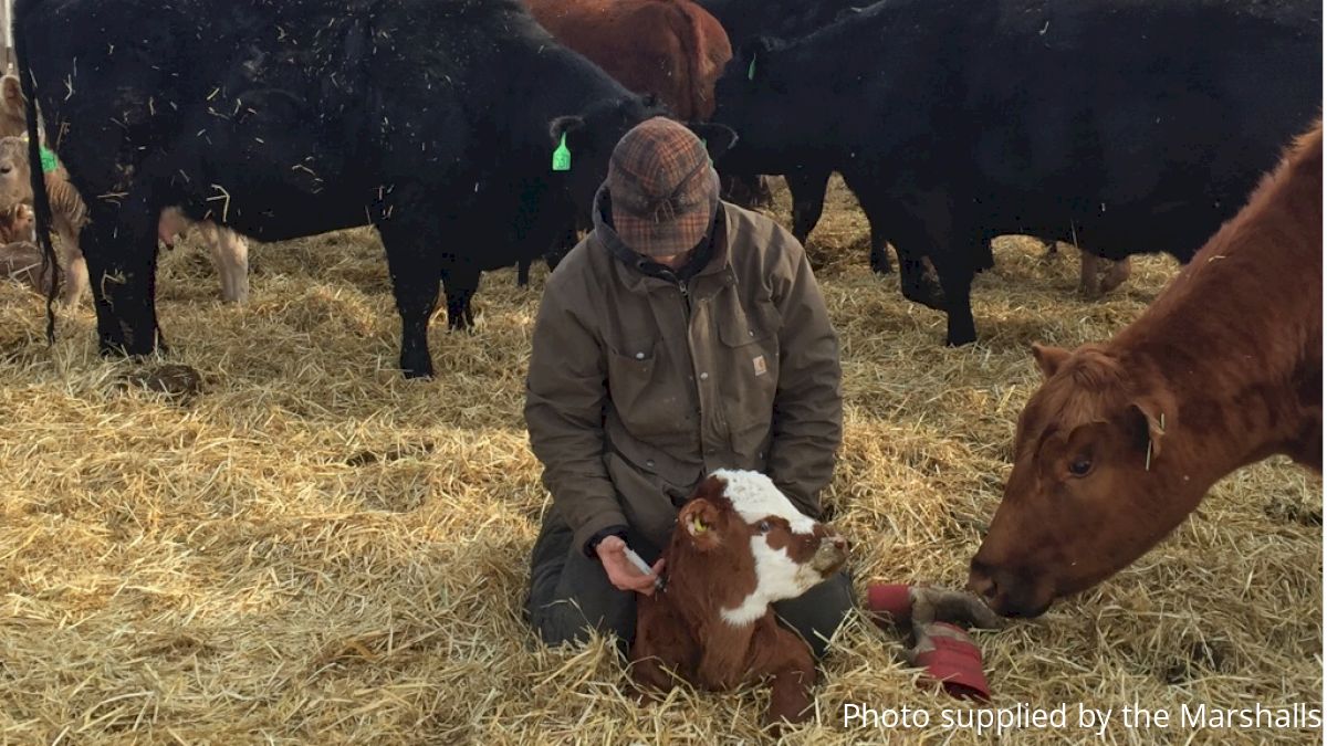 Canadian Champ Ky Marshall Trades Calving For Roping & Riding This Weekend