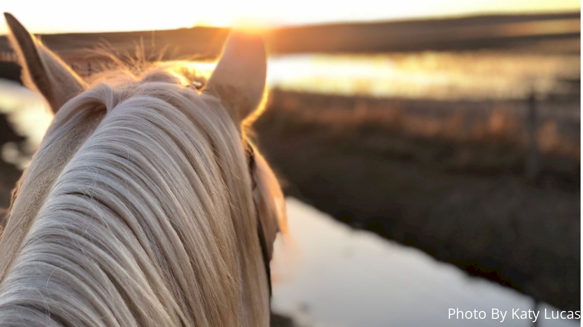 Rare Form Of The Equine Herpesvirus Confirmed In The Dakotas
