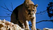 Runner Chokes Out Attacking Cougar With His Bare Hands