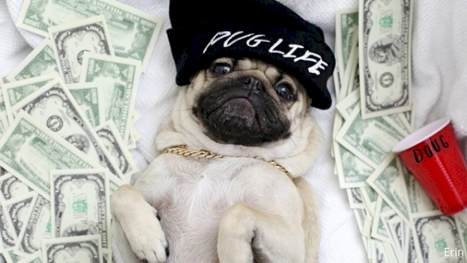 picture of Doug the Pug