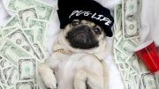 Doug the Pug