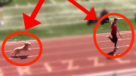 Dog Runs Down Leader And Wins Track Race!