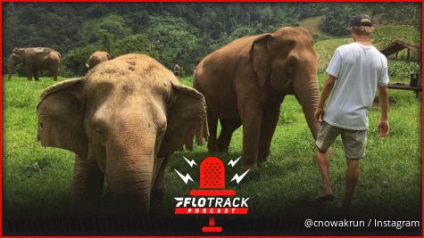 How Elephants Are Connected To Steeplechase Drama