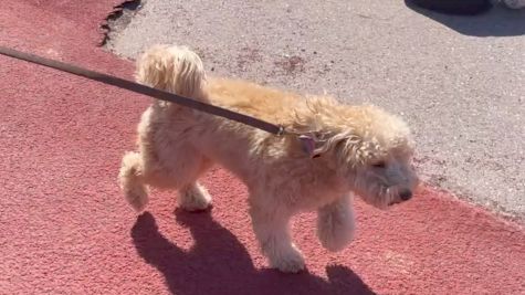 Meet Holly, The Mini Golden Doodle Track Star