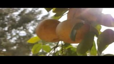 Racing All Around (Orange Land #2)