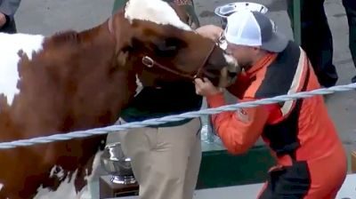 Nick Sweet Kisses The Cow For The Fourth Time