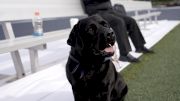 New Hampshire's Game Day Hero: Jem The Dungeon Dog