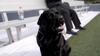 New Hampshire's Game Day Hero: Jem The Dungeon Dog