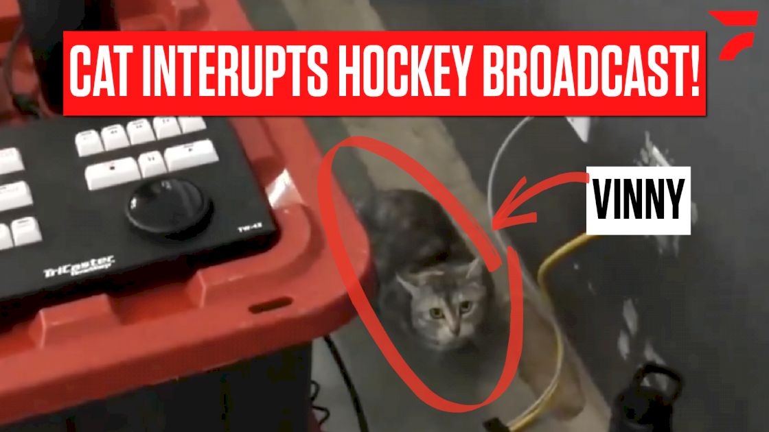 GOTTA SEE IT: Cat Interrupts Hockey Broadcast