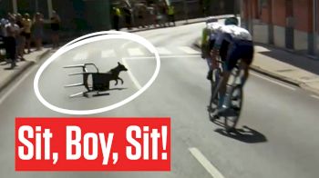 Dog In Stage 13 Of Vuelta a España 2025