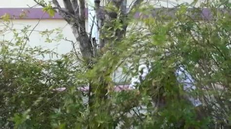 Stick of the Week from the Sampson Sweep