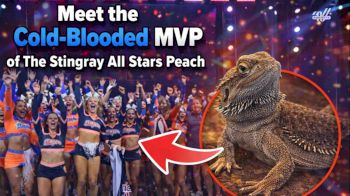 Meet the Cold-Blooded MVP of The Stingray All Stars Peach