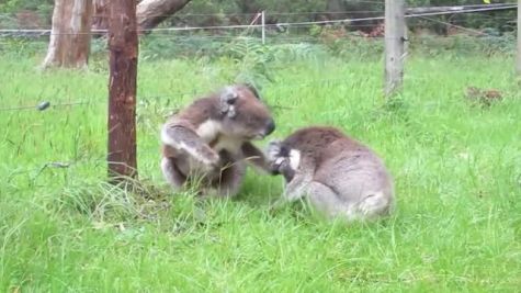 The Kolas Show 2014: November 6th Release