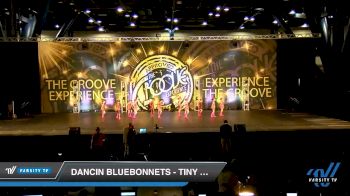 Dancin Bluebonnets - Tiny Jazz [2019 Tiny - Jazz Day 1] 2019 Encore Championships Houston D1 D2