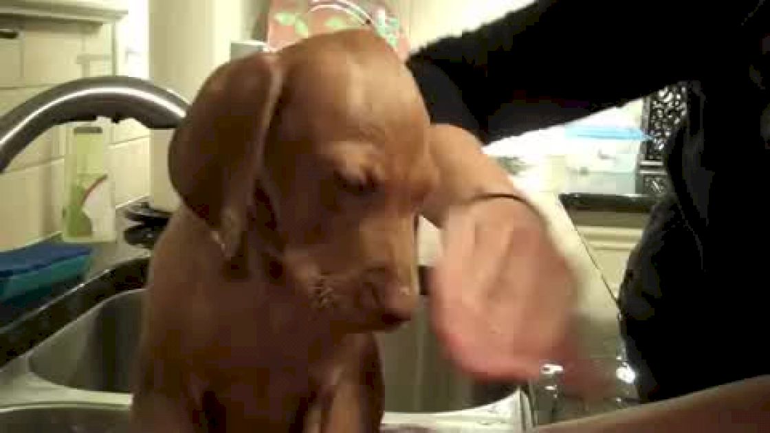 Vizsla Puppy Gets Bath