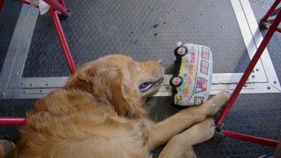 Pit Pals: Meet Jake Swanson's Dog Baxter