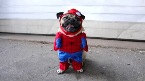 SPIDER-PUG - Doug The Pug copy 2klasjdnlaksdasd.mp4