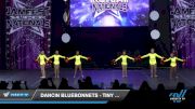 Dancin Bluebonnets - Tiny Elite Pom [2022 Tiny - Pom Day 3] 2022 JAMfest Dance Super Nationals