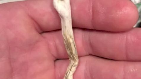 What Was Kyle Boehm Eating Before His Match With Gordon Ryan?