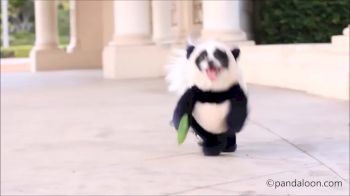 Puppy in a Panda Costume