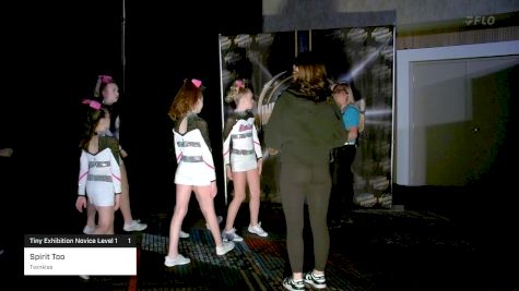 Spirit Too - Twinkles [2025 Tiny Exhibition Novice Level 1 1] 2025 Winners Choice Live at Foxwoods