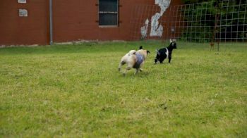 Doug The Pug - Pugs and Goats