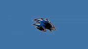Saint John Sea Dogs