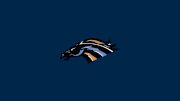Swan Valley Stampeders